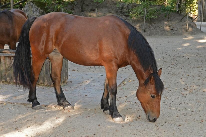 Ein Posavina Pferd grast im Allwetterzoo Münster
