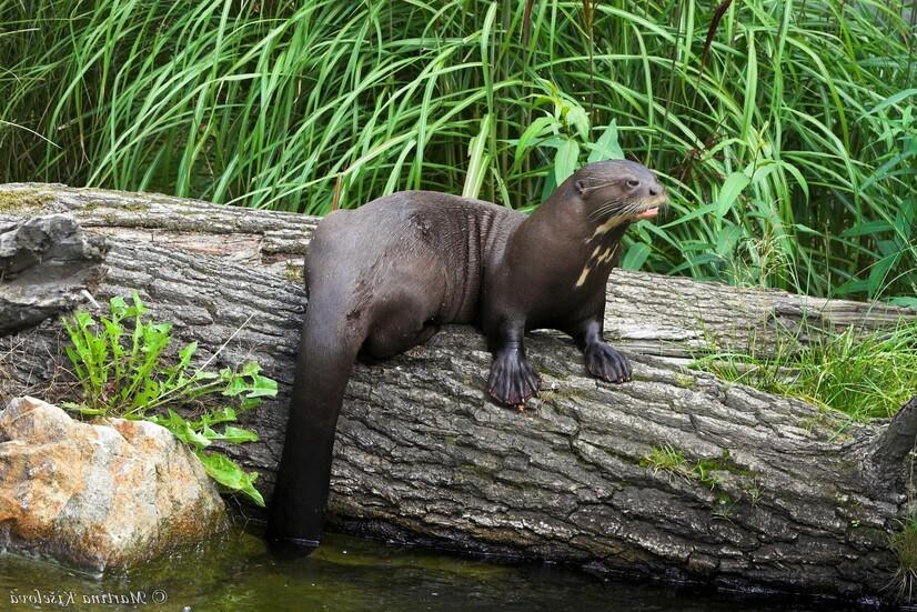 Ein Riesenotter sitzt auf einem Baumstumpf