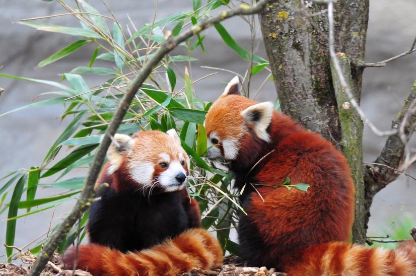 Zwei Rote Pandas sitzen vor einem Bambusstrauch