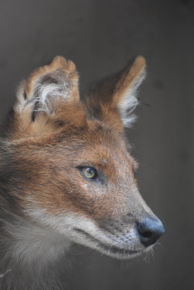 Ein Rothund im Profil
