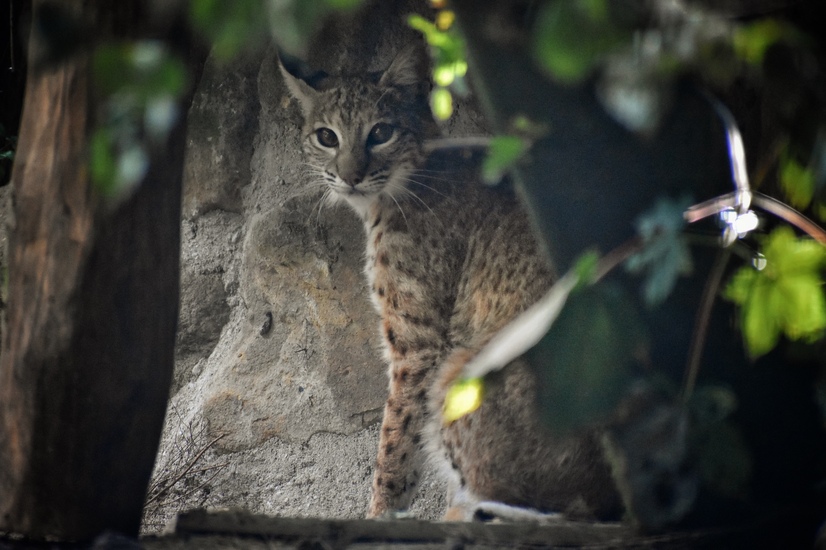 Ein Rotluchs lug hinter einem Busch hervor