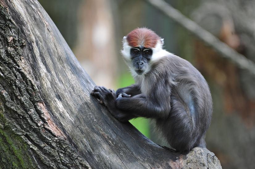 Eine Rotscheitnemangabe sitzt auf einem Baum