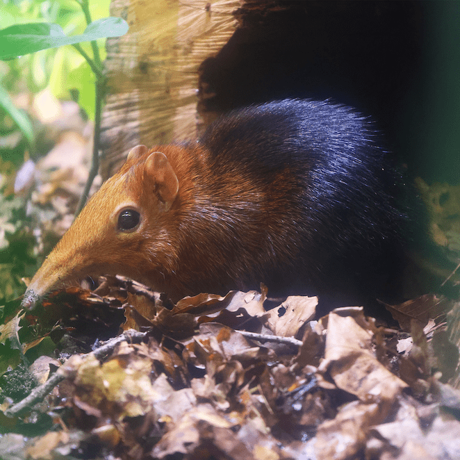 Ein Rotschulter-Rüsselhündchen sitzt auf Einstreu