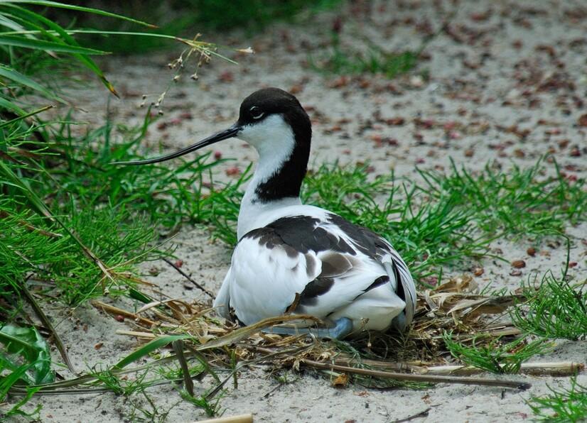 Säbelschnäbler brütet in seinem Nest