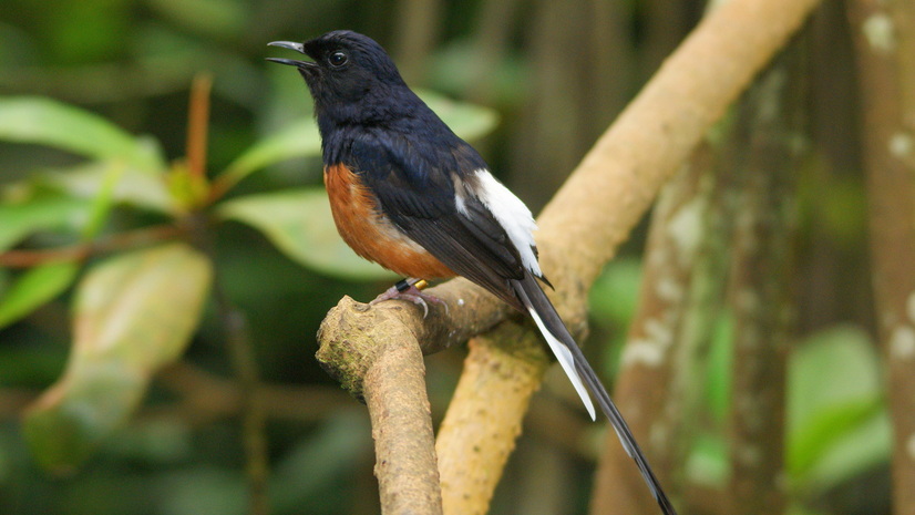 Schamadrossel sitzt auf einem Baum