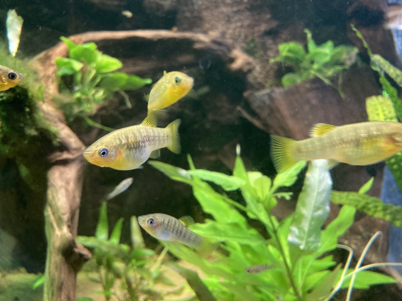 Kleine Schwarzbandk&auml;rpfling im Aquarium