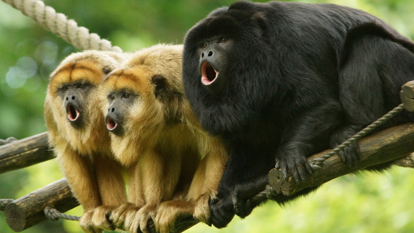 Drei Brüllaffen sitzen auf einem Ast und brüllen