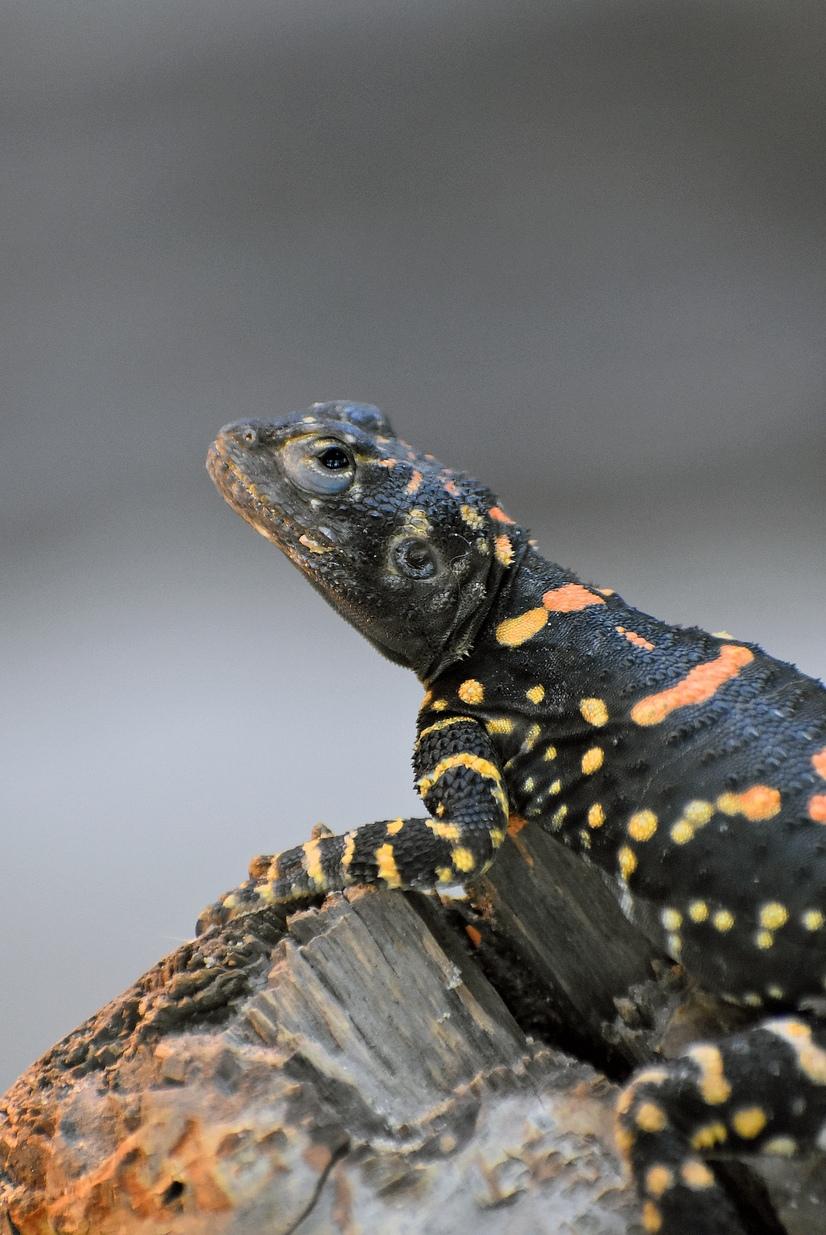 Ein schwarzer Hardun sitzt auf einem Stein