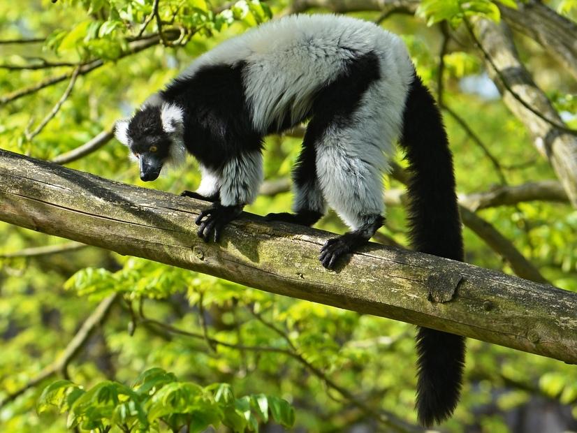 Ein schwarzer Vari krabbelt über einen Ast