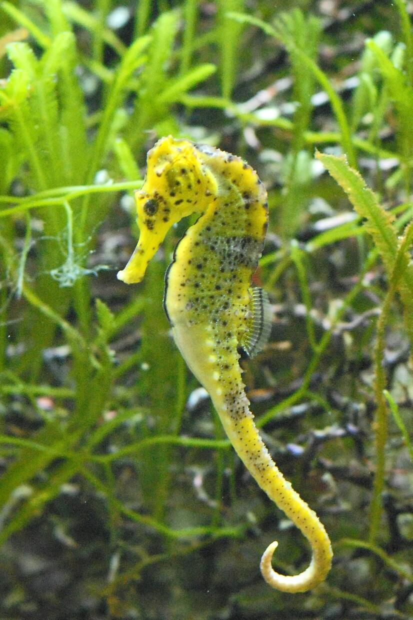 Ein grünes Seepferdchen schwimmt in Algen