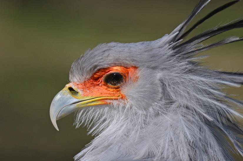 Ein grauer Sekretär im Profil