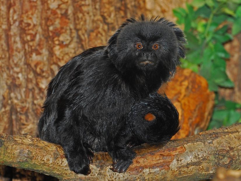 Ein schwarzer Springtamarin sitzt auf einem Ast und schaut in die Kamera