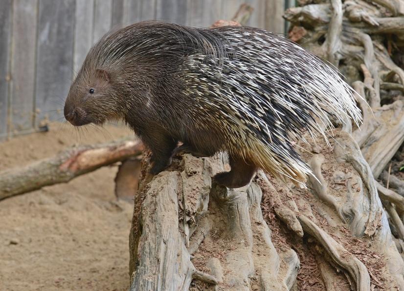 Ein Stachelschwein im Allwetterzoo Münster auf einem Ast in seinem Gehege