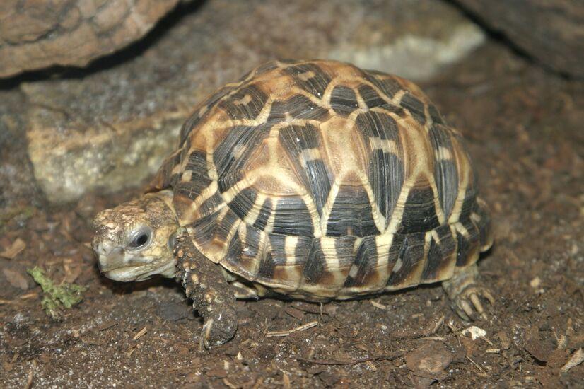 Sternschildkröte vor Steinen