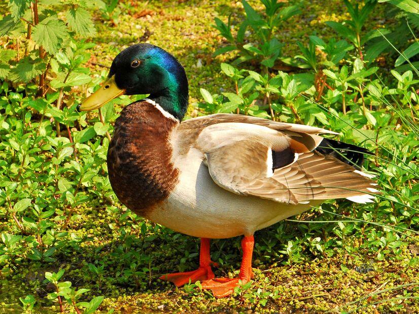 Eine Stockente im Allwetterzoo Münster