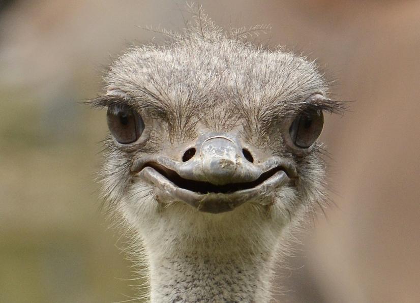 Der Kopf von einem Strauß in Nahaufnahme