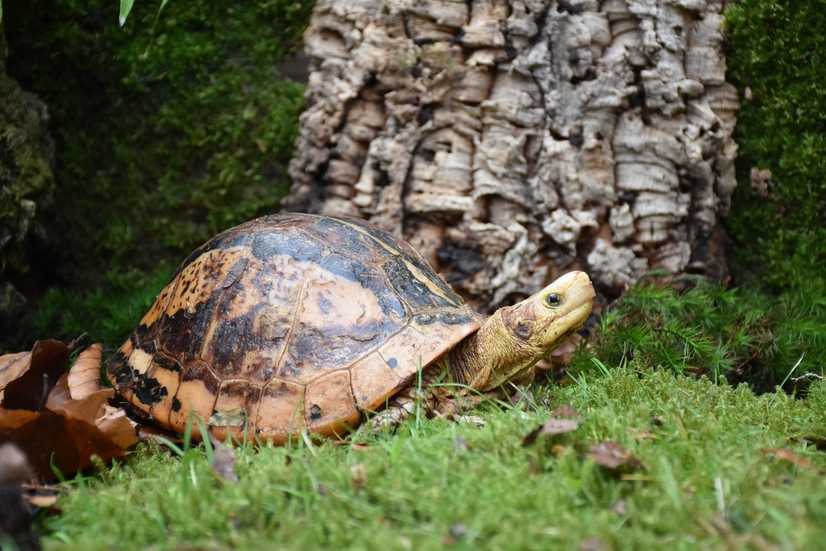 Eine vietnamesische Scharnierschildkröte auf einer Wiese vor einem Baum