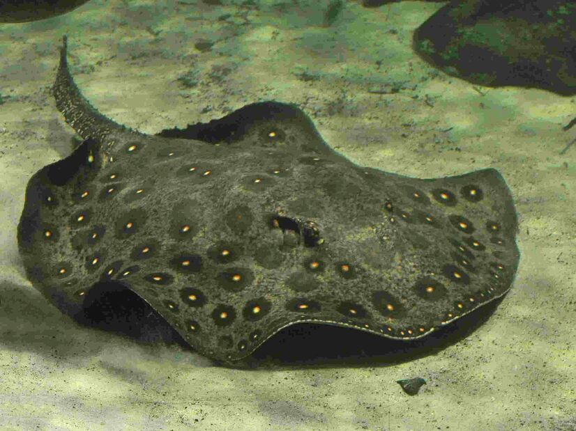 Ein Süßwasser-Stechrochen schwimmt über dem Boden eines Aquariums