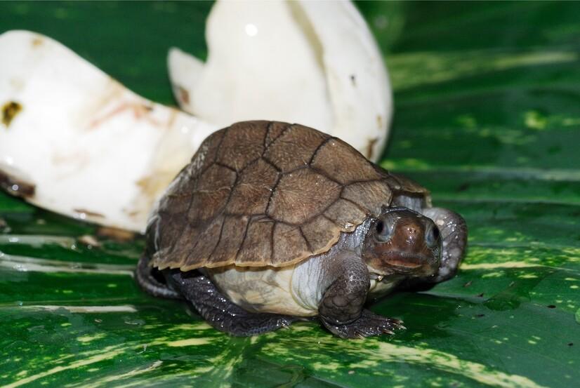 Eine kleine sulaweise Erdschildkröte, die frisch aus dem Ei geschlüpft ist