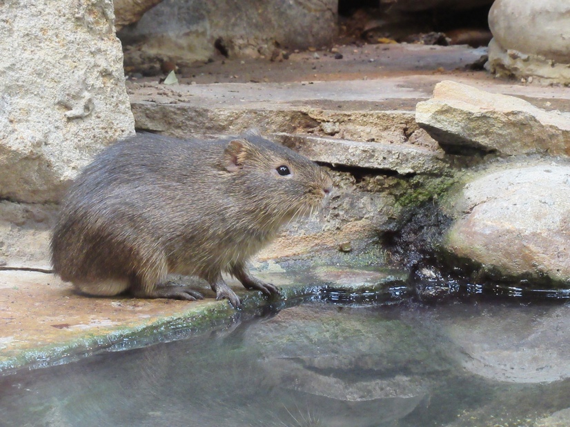 Ein Sumpfmeerschweinchen sitzt an einem Gewässer