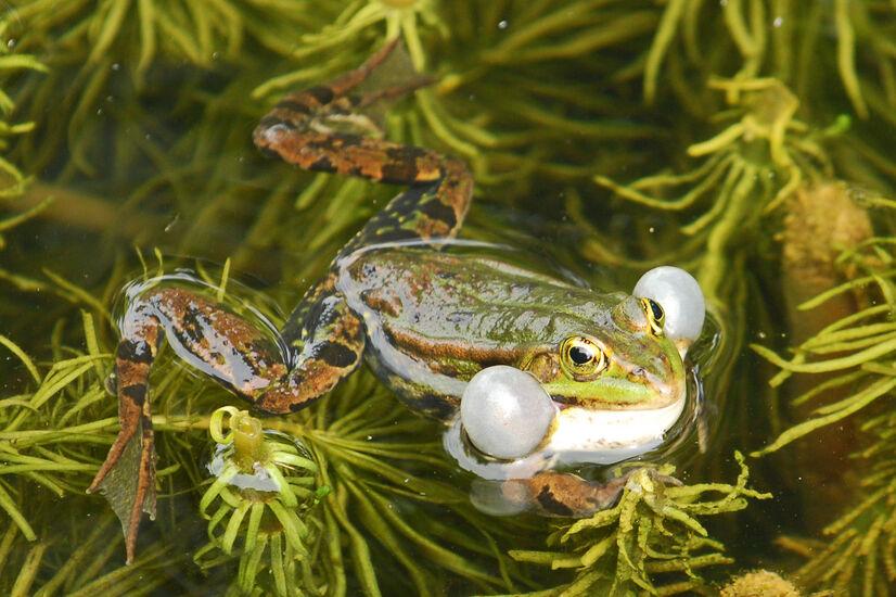 Ein Frosch im Teich mit aufgeblasenen Wangen