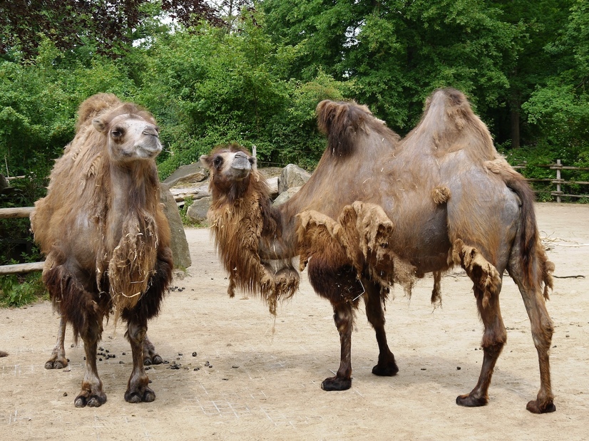 Zwei Trampeltiere stehen in ihrem Gehege im Allwetterzoo in Münster