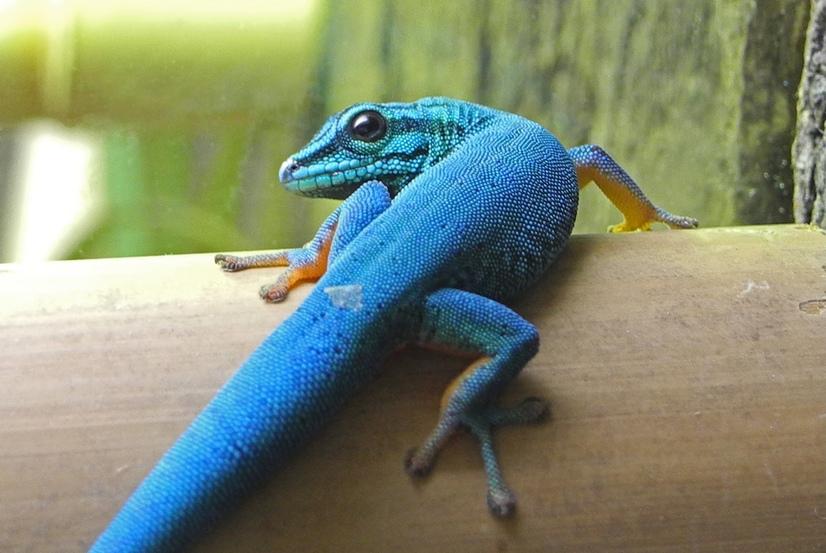 Ein türkisgrauer Zwergtaggecko sitzt auf einem Stück Holz