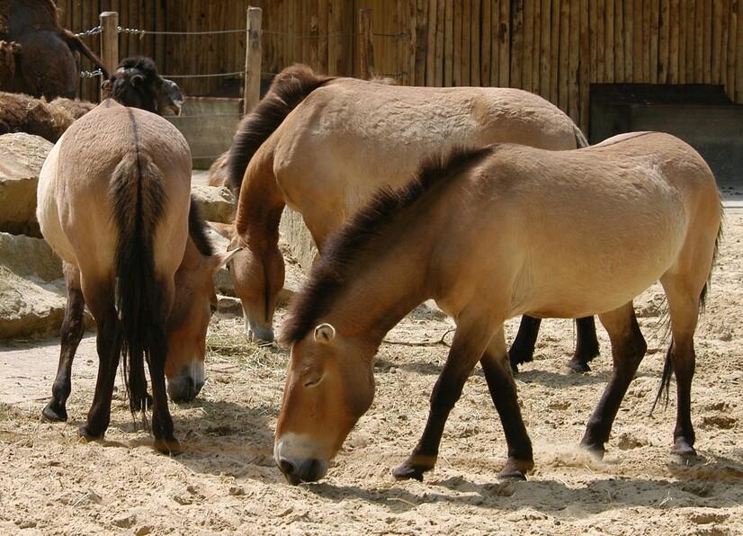 Eine Herde Wildpferde grast im Allwetterzoo Münster