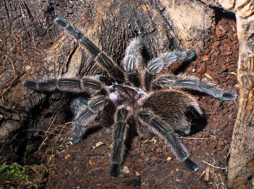 Eine Vogelspinne krabbelt in einem Terrarium