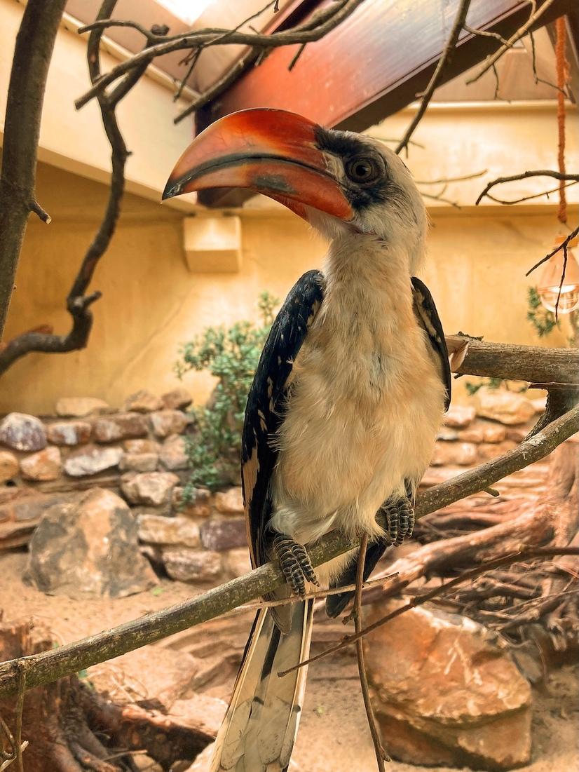 Ein Von der Decken Toko sitzt auf einem Ast