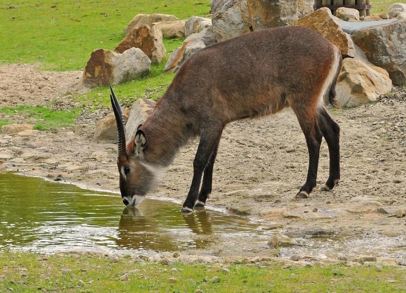 Ein Wasserbock trinkt aus einem Wasserloch