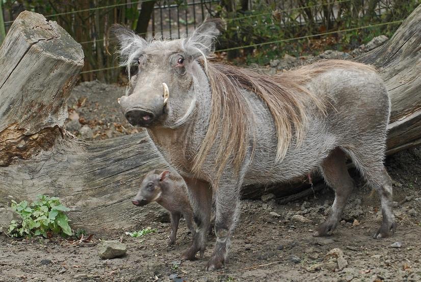 Ein Warzenschwein mit Ferkel