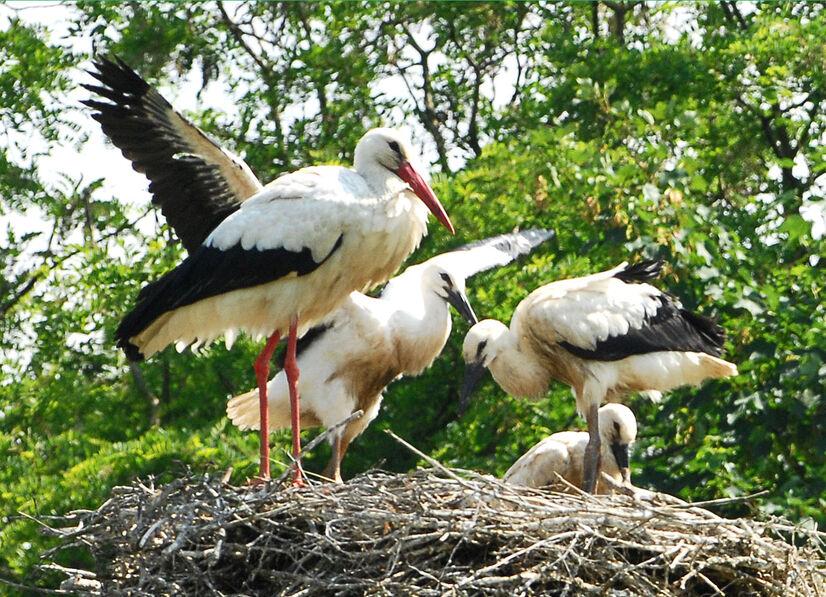 Weißstörche in ihrem Nest im Allwetterzoo Münster