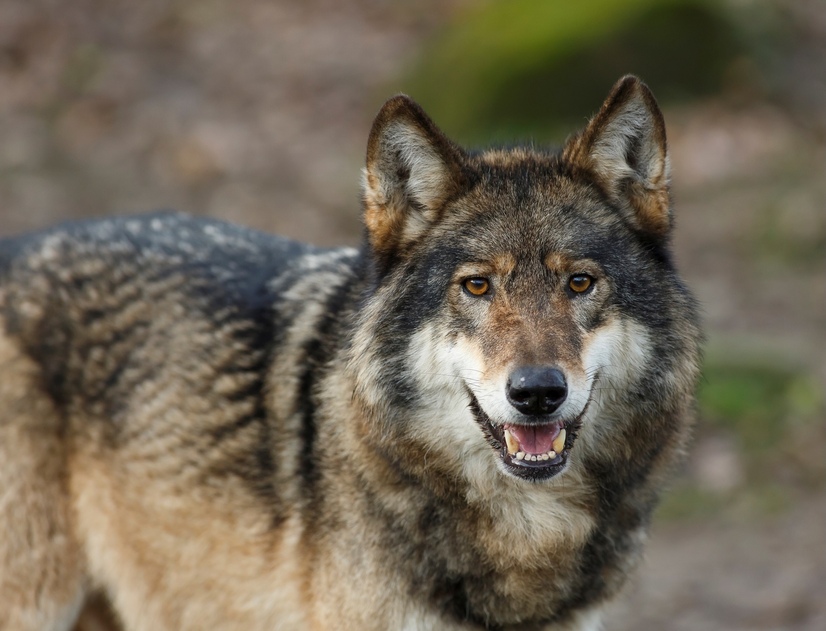 Ein Wolf schaut mit leicht geöffnetem Maul in die Kamera