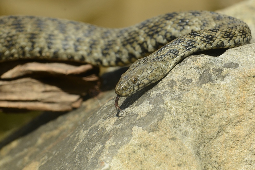 Eine Würfelnatter schlängelt sich über einen Stein