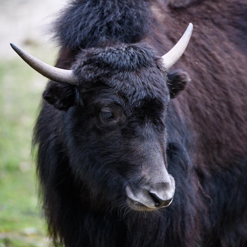 Ein Yak mit großen weißen Hörnern