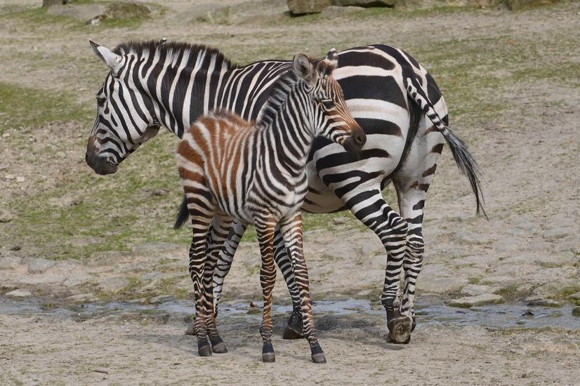 Ein Zebra mit Fohlen steht auf einer Wiese im Allwetterzoo Münster
