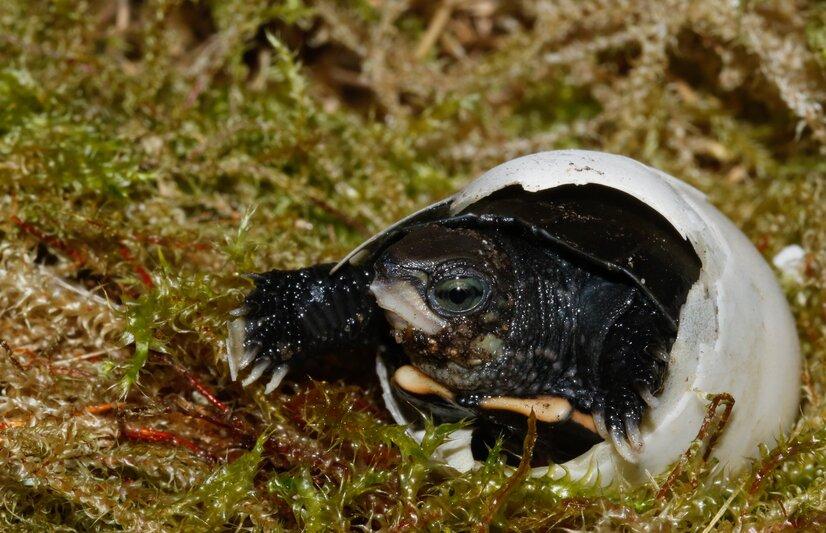 Eine kleine Zhous Scharnierschildkröte schlüpft aus ihrem Ei