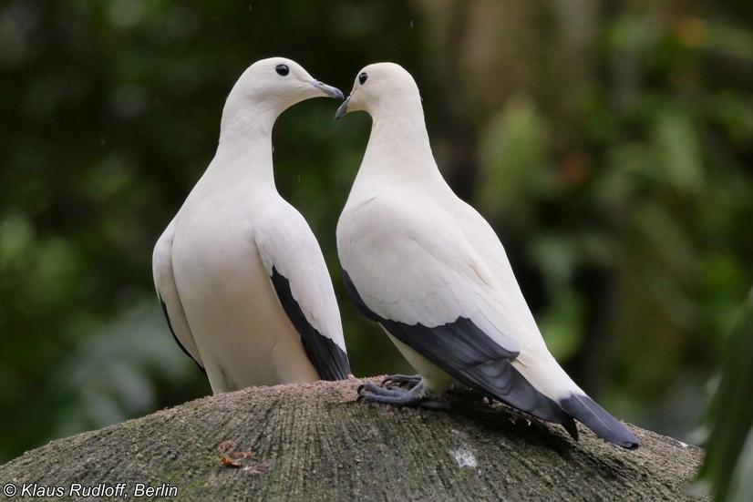Zwei Zweifarb-Fruchttauben turteln auf einem Ast