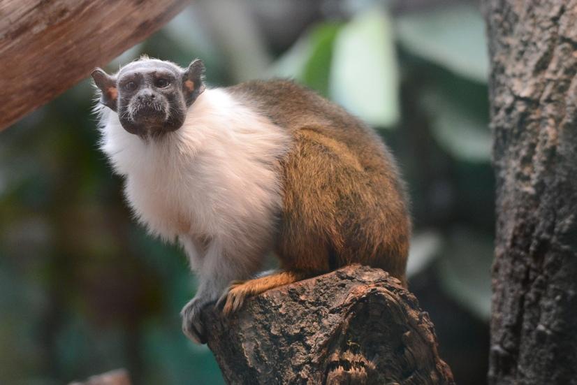 Ein Zweifarbtamarin sitzt auf einem Ast