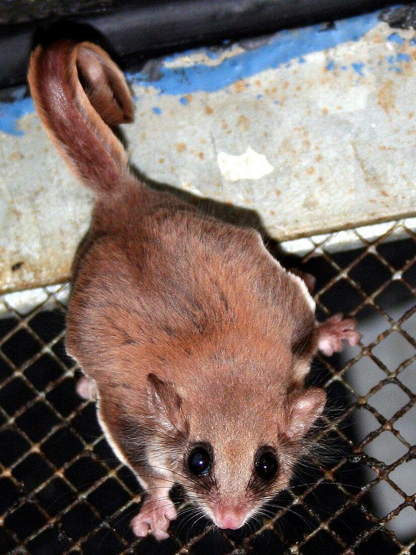 Ein Zwerggleitbeutler auf einem Gitter