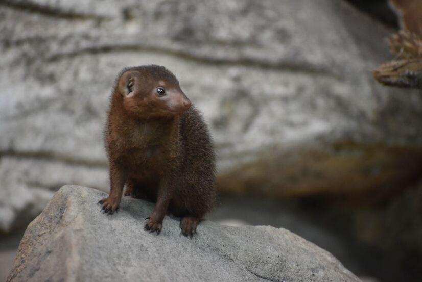 Eine Zwergmanguste auf einem Stein