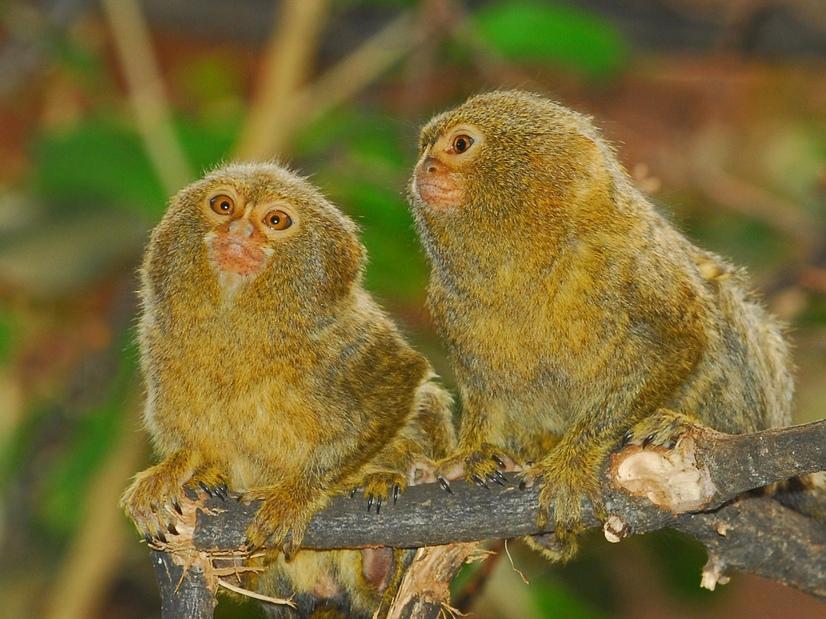 Zwei Zwergseidenäffchen sitzen auf einem Baum
