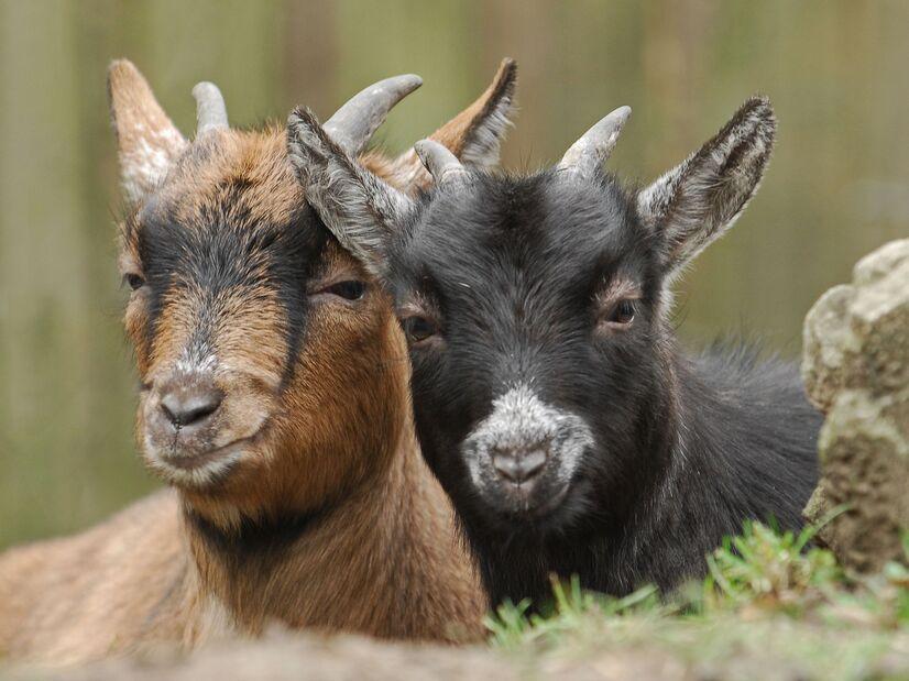 Zwei Zwergziegen liegen nebeneinander