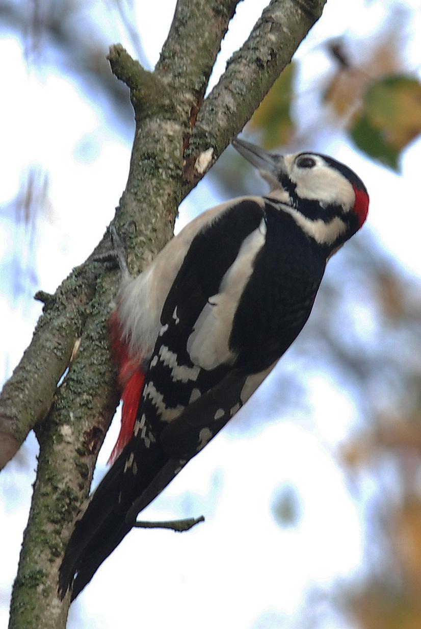 Ein Buntspecht an einem Baum
