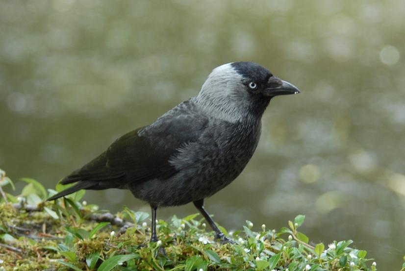 Eine Dohle auf Rasen