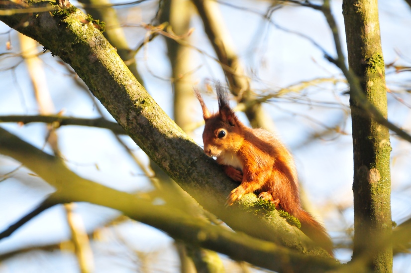 Ein Eichhörnchen sitzt auf einem Ast und schaut in die Kamera