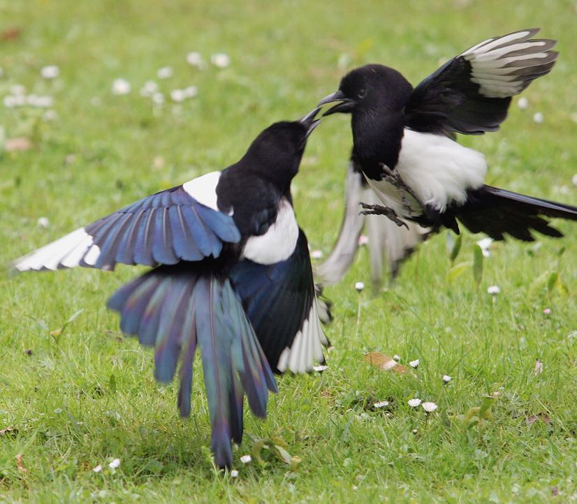 Zwei Elstern kämpfen