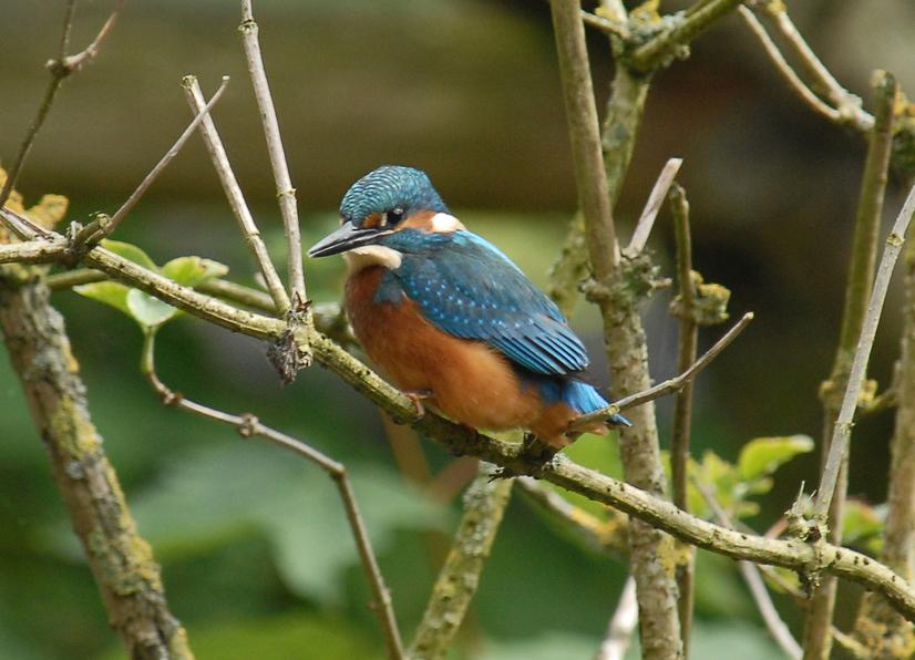 Ein Eisvogel auf einem schmalen Ast