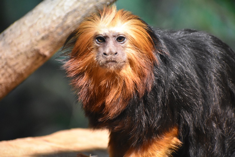 Ein Goldkopflöwenäffchen schaut in die Kamera